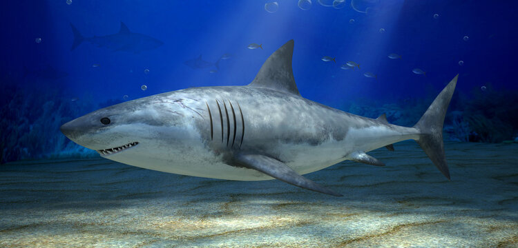 Fish Shark underwater in the blue ocean. 3d illustration.
