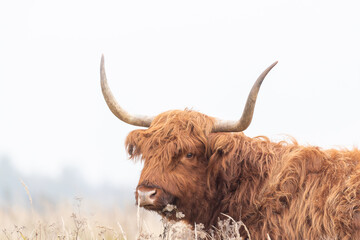 Highland cattle with big horns grazing at the Dintelse Gorzen in the Netherlands