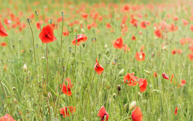 Fototapeta premium Bright red poppy flowers growing in field of green unripe wheat