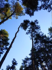 The tops of the trees against the blue sky.