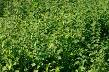 Brennesselblätter, Brennnesseln, Urtica dioica, Hintergrundbild