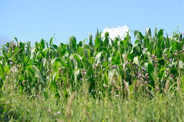 Maisfeld (Zea mays subsp. mays) , Bremen, Deutschland, Europa