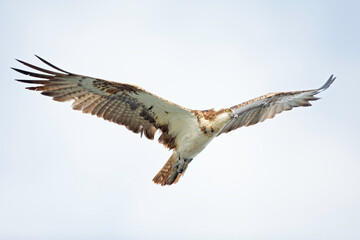 Osprey (Pandion haliaetus) flying to catch fish at a lake in Germany