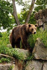Plakat selective focus: an adult brown bear