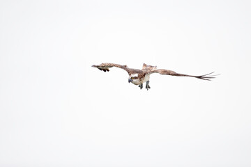 Osprey (Pandion haliaetus) diving to catch fish at a lake in Germany