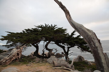 Landscape of Pescadero Point with ghost trees during sunset along 17 Mile Drive in the coast of Pebble Beach, California