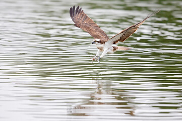 Osprey (Pandion haliaetus) diving to catch fish at a lake in Germany