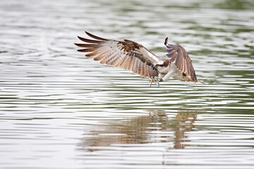 Osprey (Pandion haliaetus) diving to catch fish at a lake in Germany