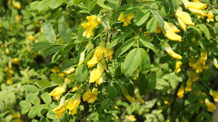 acacia