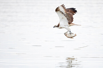 Osprey (Pandion haliaetus) catching a fish at a lake in Germany