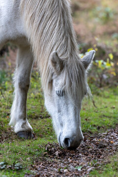 Portrait of a white horse eating grass in the Netherlands