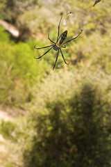 Red legged golden orb weaver spider female - Nephila inaurata madagascariensis, resting on her nest, sun over blurred bushes in background