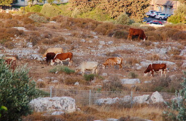 cows in the field