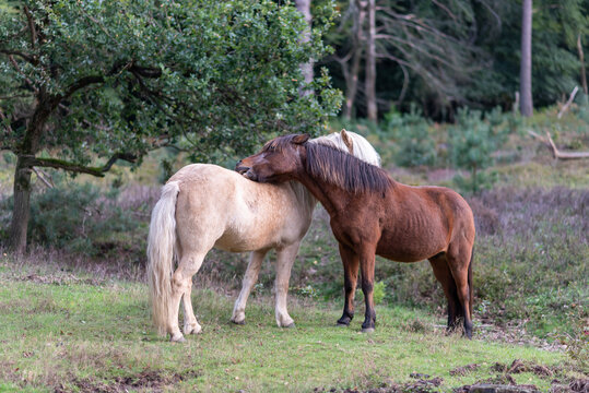 Two horses grooming eachother