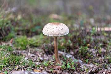 mushrooms in the grass in the forest in the Netherlands