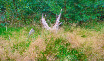 Deciduous trees in the shadow of a forest in sunlight in summer, Baarn, Lage Vuursche, Utrecht, The Netherlands, August 1, 2020