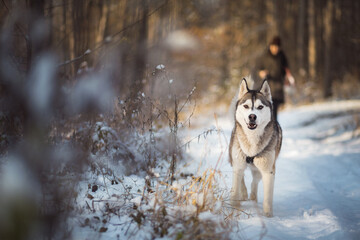 siberian husky dog walking in a forest in snow in the winter