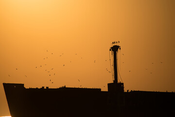Beautiful landscape by the sea, at sunrise. Seabirds flying over a shipwreck. silhouettes and...