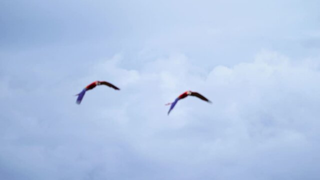  Scarlet Macaw bird raising free flying.