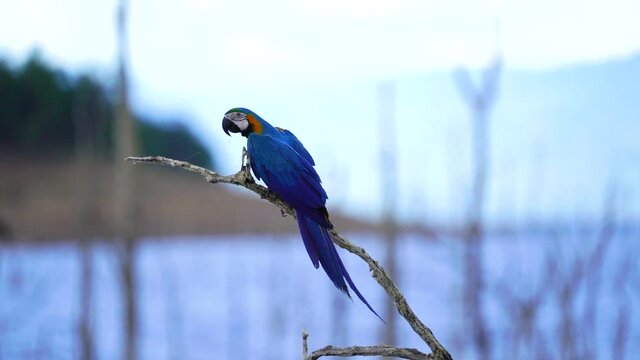 Blue and Gold Macaw bird raising free flying.