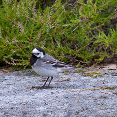 white wagtail on a rock