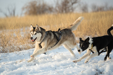 isolated siberian husky and border collie dogs running in the snow in winter surrounded by yellow grass