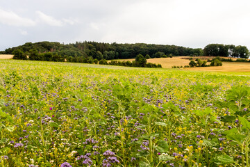 Field of wildflowers in Germany on a summer day. 
