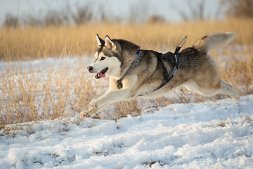 isolated siberian husky dog running in the snow in winter surrounded by yellow grass