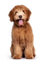 Fluffy caramel Australian Cobberdog, sitting facing front. Eyes not showing due long hair. Isolated on white background. Mouth open showing long tongue.