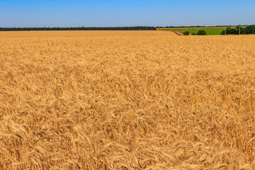 Field of ripe golden wheat