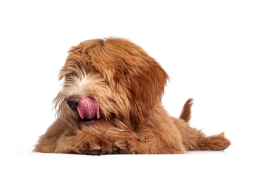 Fluffy caramel Australian Cobberdog, laying down with head side ways. Eyes not showing due long hair. Isolated on white background. Pink tongue curled around nose.