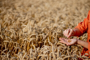 Agronomist holding test tube with sample in wheat, closeup. Cereal farming