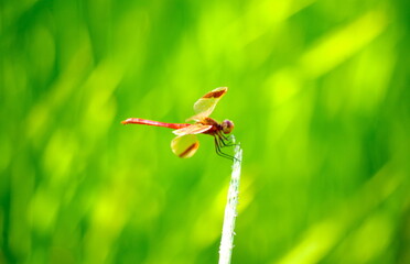 田圃の赤トンボ © hamatti