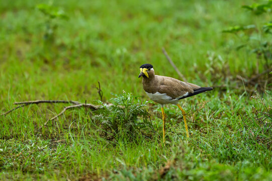 Yellow wattled lapwing or Vanellus malabaricus portrait in natural green grass at keoladeo national park or bharatpur bird sanctuary rajasthan india