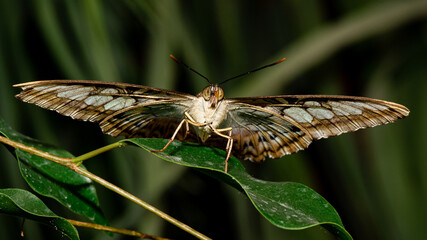 farfalla