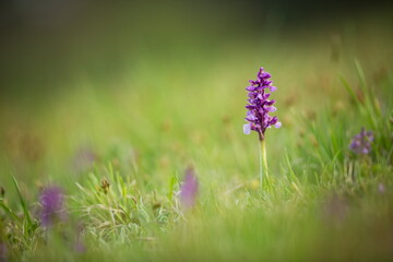 Orchis morio. Nature of the Czech Republic. Czech orchids. Free nature. Beautiful picture. Plant. Sunrise. Sunset.