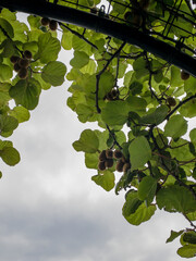 キウイフルーツの実り