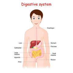 Obraz premium Human digestive system for kids.