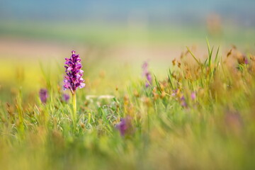 Orchis morio. Nature of the Czech Republic. Czech orchids. Free nature. Beautiful picture. Plant. Sunrise. Sunset.