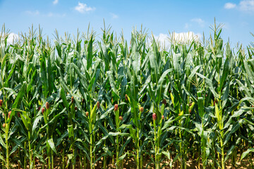 Corn grows in the field