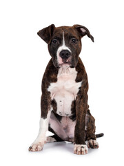 Young brindle with white American Staffordshire Terrier dog, sitting up facing front, looking at camera with dark eyes and floppy ears. Isolated on white background.