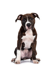 Young brindle with white American Staffordshire Terrier dog, sitting facing front, looking at camera with dark eyes and innocent face. Isolated on white background.