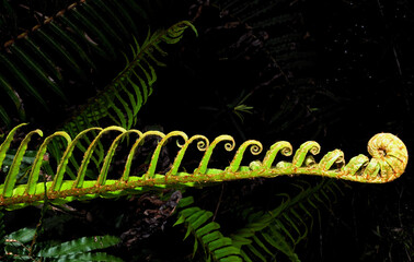 A young fern leaf coming to life in the Knysna Forest, Western Cape South Africa