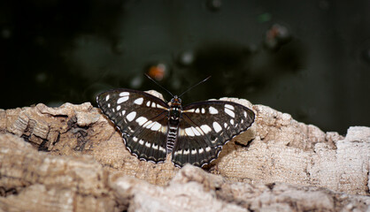 farfalla