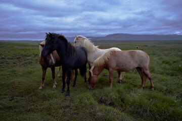 Obraz na płótnie Canvas group of Icelandic Horses with their beautiful manes in a meadow at night
