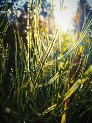 morning dew on grass