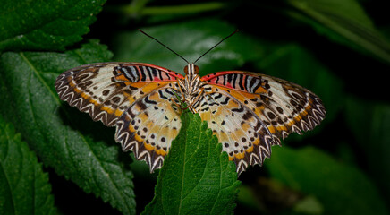 Obraz premium farfalla