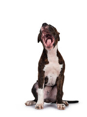 Young brindle with white American Staffordshire Terrier dog, sitting up facing front with mouth wide open. Isolated on white background.
