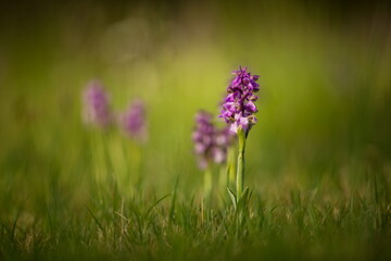 Orchis morio. Nature of the Czech Republic. Czech orchids. Free nature. Beautiful picture. Plant. Sunrise. Sunset.
