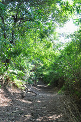 Obraz premium Road in the forest